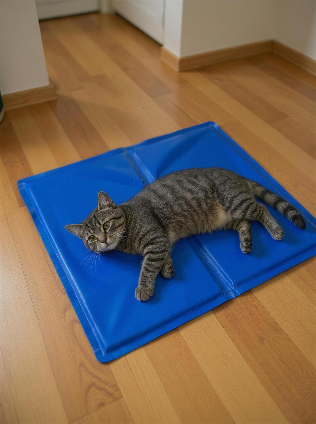 Cat stretched out on the PawFresco ChillMat on a timber floor