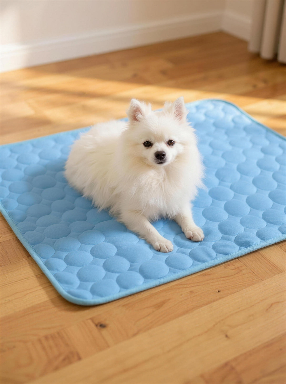 A small dog resting on the ChillMat and looking up at the camera