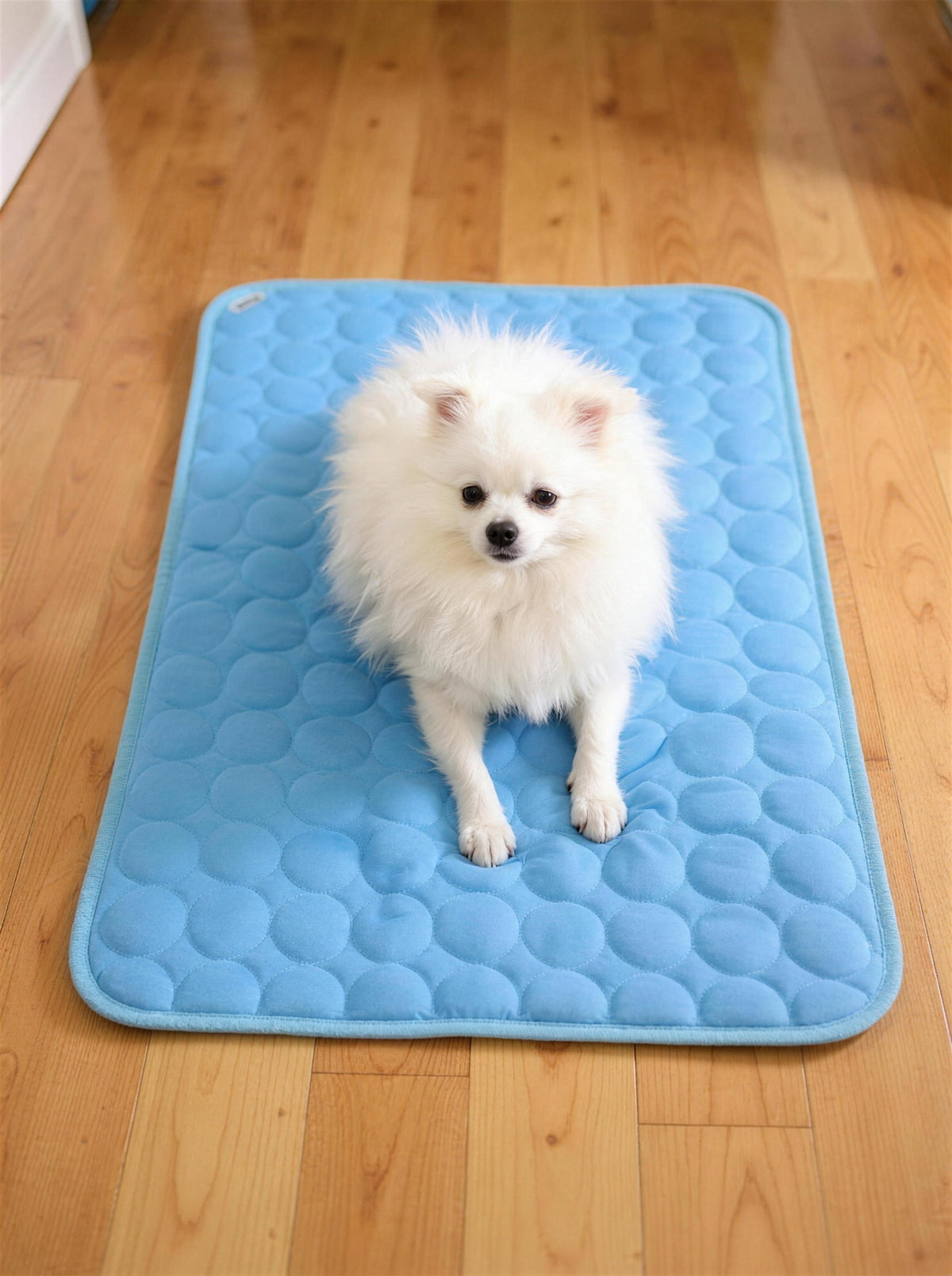 A labrador on the ChillMat with the whole mat visible for scale