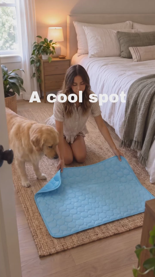 PawFresco product video preview